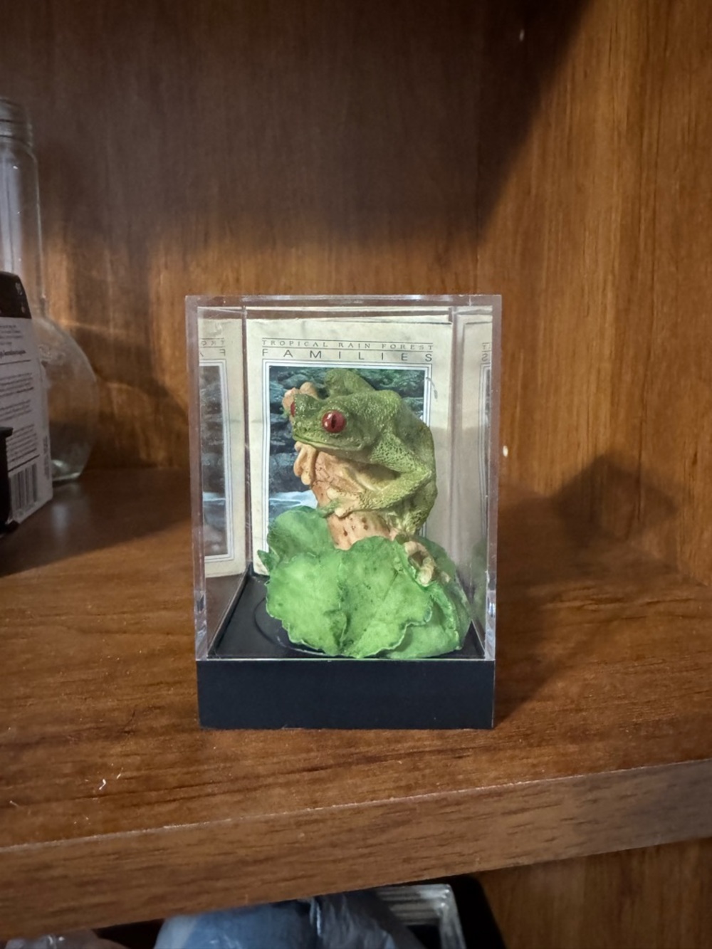 Vintage Red-eyed Tree Frog Figurine in display case
